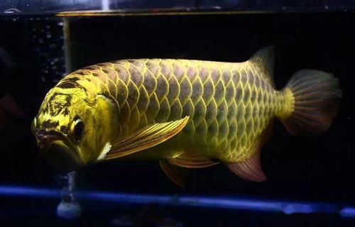 揭秘觀賞魚死因 對照這些，看你做對了沒