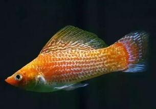 觀賞魚種類大全，別說一種都認不出來！