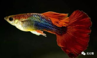 百萬魚 魅力無窮的熱帶觀賞魚