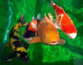 觀賞魚入缸后想養水 救急方法與養水真相