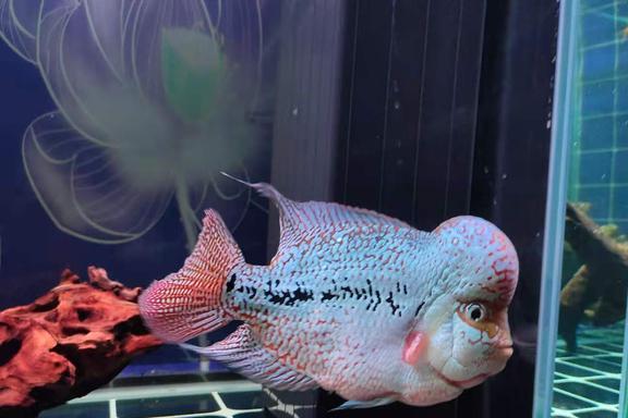 觀賞魚神情呆滯不愿游動的謎團 常見原因與分析方法