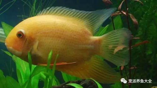 生命之痛 熱帶觀賞魚鮮為人知的十大生存悲劇