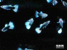 水中精靈 精品孔雀魚的魅力世界