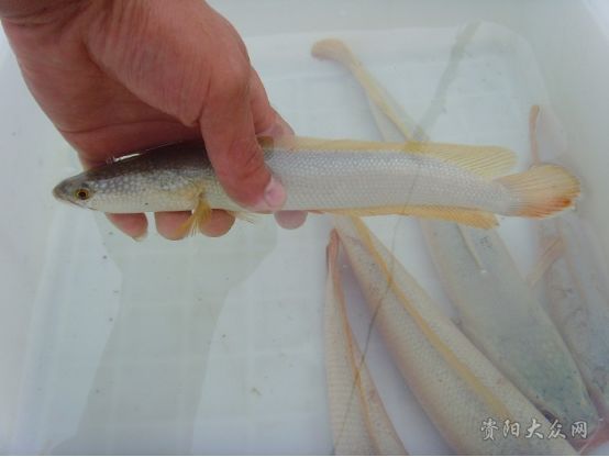 探秘樂至白烏魚 從觀賞魚到地理標志珍品