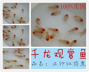 揚州千龍觀賞魚養殖基地 精品金魚熱銷，盡顯水中藝術之美